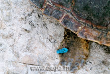 glavata �elva - markiranje
